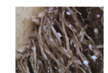 真菌种类天然抑制引起甜菜重大损失的孢囊线虫