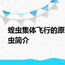 蝗虫集体飞行的原因 蝗虫简介