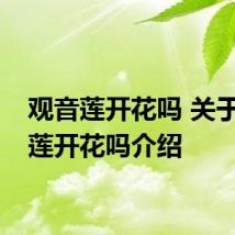 观音莲开花吗 关于观音莲开花吗介绍