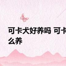 可卡犬好养吗 可卡犬怎么养
