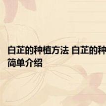 白芷的种植方法 白芷的种植方法简单介绍