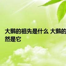 大鹅的祖先是什么 大鹅的祖先竟然是它