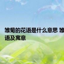 雏菊的花语是什么意思 雏菊的花语及寓意