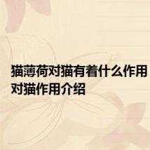 猫薄荷对猫有着什么作用 猫薄荷对猫作用介绍