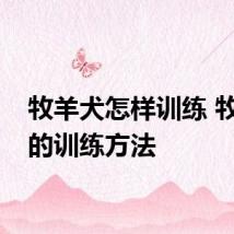 牧羊犬怎样训练 牧羊犬的训练方法