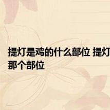 提灯是鸡的什么部位 提灯是鸡的那个部位