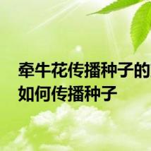 牵牛花传播种子的方法 如何传播种子