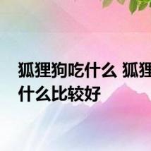狐狸狗吃什么 狐狸狗吃什么比较好