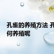 孔雀的养殖方法 孔雀如何养殖呢