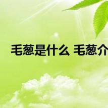 毛葱是什么 毛葱介绍