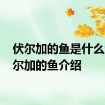 伏尔加的鱼是什么鱼 伏尔加的鱼介绍