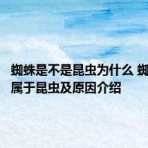 蜘蛛是不是昆虫为什么 蜘蛛是否属于昆虫及原因介绍