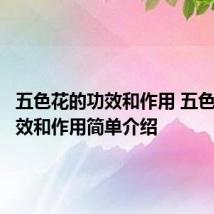 五色花的功效和作用 五色花的功效和作用简单介绍