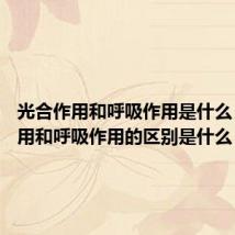 光合作用和呼吸作用是什么 光合作用和呼吸作用的区别是什么