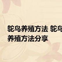 鸵鸟养殖方法 鸵鸟家族养殖方法分享