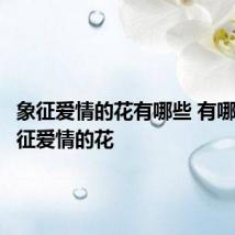 象征爱情的花有哪些 有哪些是象征爱情的花