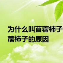 为什么叫苜蓿柿子 叫苜蓿柿子的原因