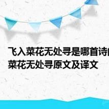 飞入菜花无处寻是哪首诗的 飞入菜花无处寻原文及译文