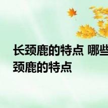 长颈鹿的特点 哪些是长颈鹿的特点