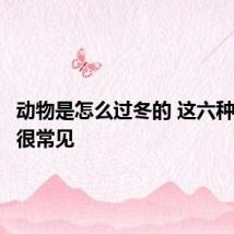 动物是怎么过冬的 这六种方法都很常见