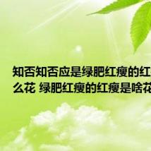 知否知否应是绿肥红瘦的红瘦是什么花 绿肥红瘦的红瘦是啥花