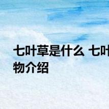 七叶草是什么 七叶草植物介绍