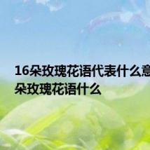 16朵玫瑰花语代表什么意思 16朵玫瑰花语什么