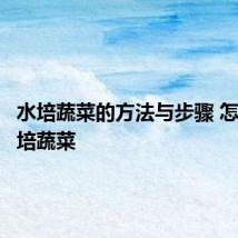 水培蔬菜的方法与步骤 怎么做水培蔬菜