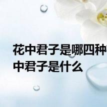 花中君子是哪四种花 花中君子是什么