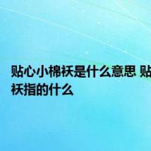 贴心小棉袄是什么意思 贴心小棉袄指的什么
