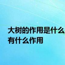大树的作用是什么 大树有什么作用