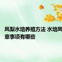 凤梨水培养殖方法 水培凤梨的注意事项有哪些