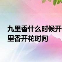 九里香什么时候开花 九里香开花时间