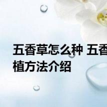 五香草怎么种 五香草种植方法介绍