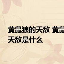 黄鼠狼的天敌 黄鼠狼的天敌是什么