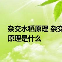 杂交水稻原理 杂交水稻原理是什么