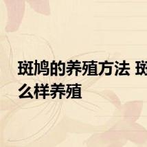 斑鸠的养殖方法 斑鸠怎么样养殖