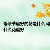 母亲节最好的花是什么 母亲节送什么花最好