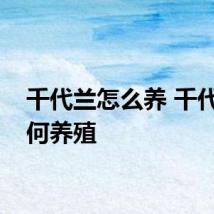 千代兰怎么养 千代兰如何养殖