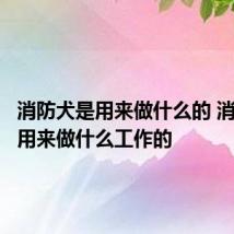 消防犬是用来做什么的 消防犬是用来做什么工作的