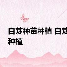 白芨种苗种植 白芨如何种植