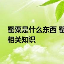 罂粟是什么东西 罂粟的相关知识