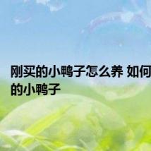 刚买的小鸭子怎么养 如何养刚买的小鸭子