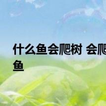什么鱼会爬树 会爬树的鱼