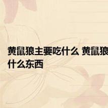黄鼠狼主要吃什么 黄鼠狼主要吃什么东西
