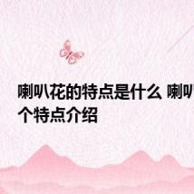 喇叭花的特点是什么 喇叭花的3个特点介绍
