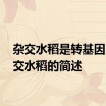 杂交水稻是转基因吗 杂交水稻的简述