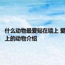 什么动物最爱贴在墙上 爱贴在墙上的动物介绍