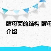 酵母菌的结构 酵母菌的介绍