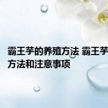 霸王芋的养殖方法 霸王芋的养殖方法和注意事项